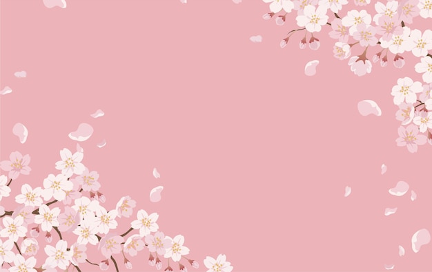 Free Vector floral with cherry blossoms in full bloom on a pink.