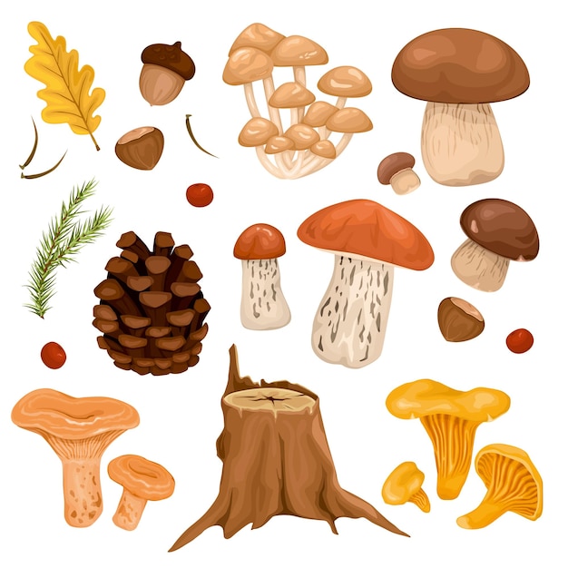 Free vector forest mushrooms set