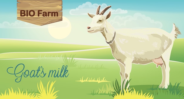 Free Vector goat on meadow with sunrise in background. bio farm milk. realistic. 