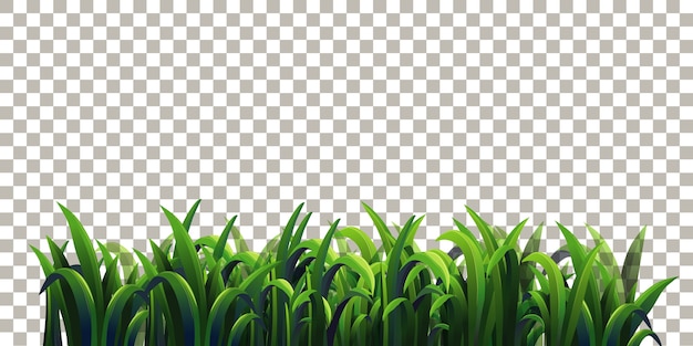 Grass on transparent background