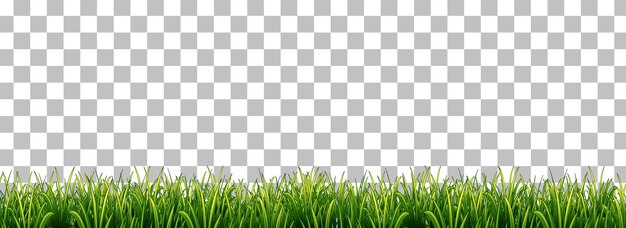 Green grass on transparent background