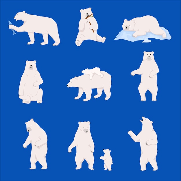 Grizzly bears flat set with isolated views of white bears with cub walking lying catching fish vector illustration