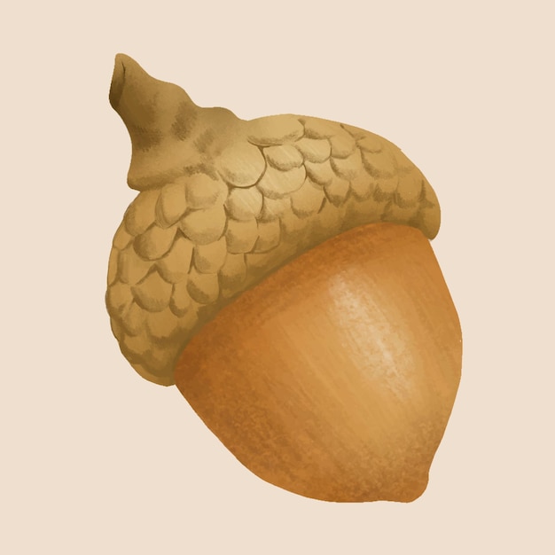 Hand drawn acorn element vector autumn plant