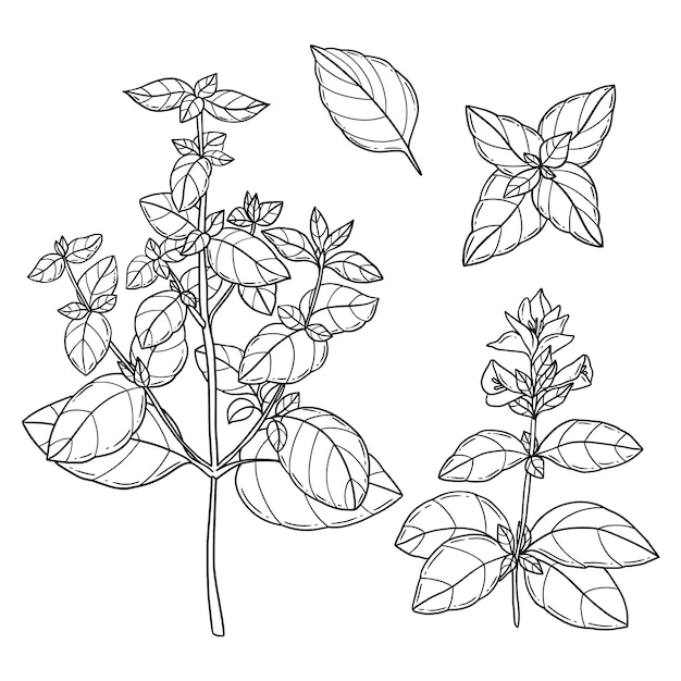 Free Vector hand drawn basil outline illustration