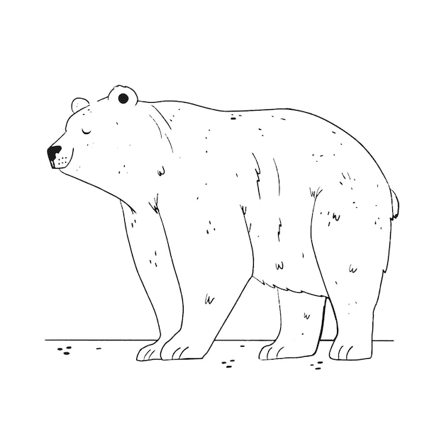 Hand drawn bear outline illustration