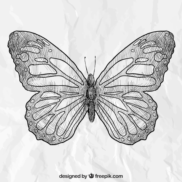 Free Vector hand drawn butterfly