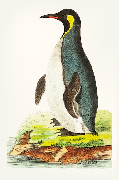 Free vector hand drawn cinereous-brown penguin