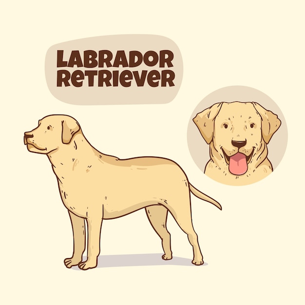 Free Vector hand drawn dog breeds illustration