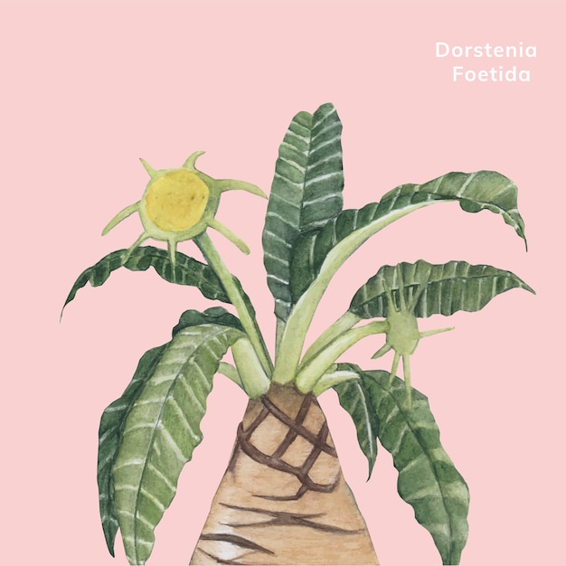 Free Vector hand drawn dorstenia foetida plant