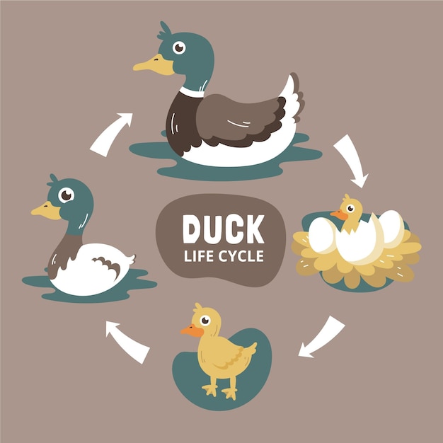 Free Vector hand drawn duck life cycle