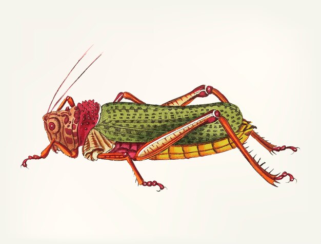 Hand drawn of granulated locust