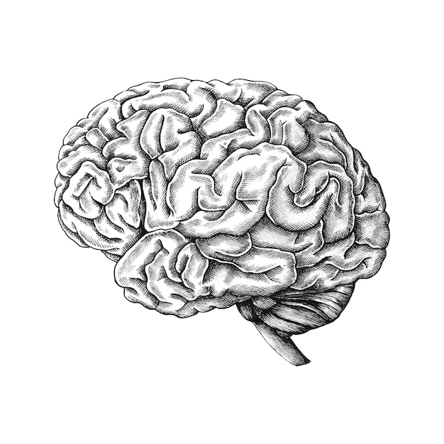 Free Vector hand drawn human brain