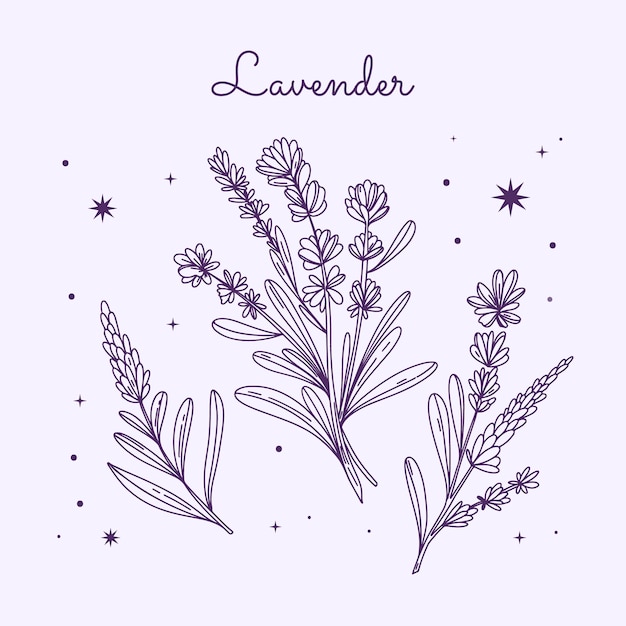 Free Vector hand drawn lavender drawing illustration