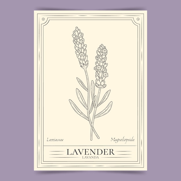 Free Vector hand drawn lavender outline illustration