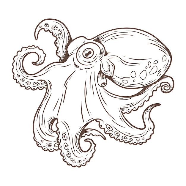 Free Vector hand drawn octopus  drawing illustration