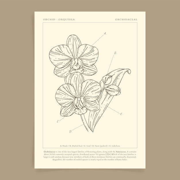 Free Vector hand drawn orchid outline illustration