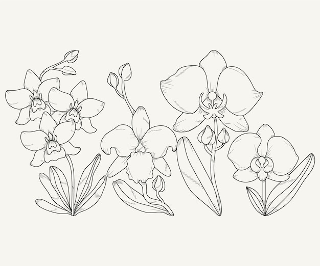 Free Vector hand drawn orchid outline illustration