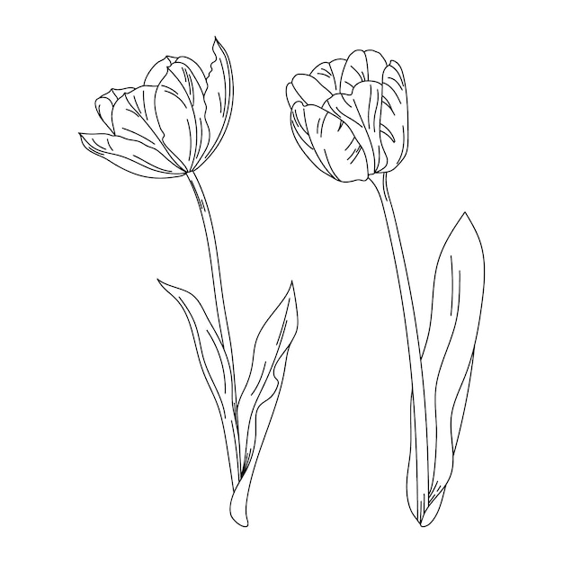 Free Vector hand drawn tulip outline illustration