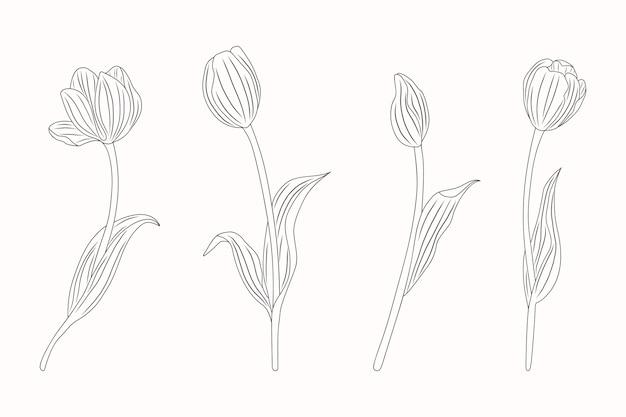 Free Vector hand drawn tulip outline illustration