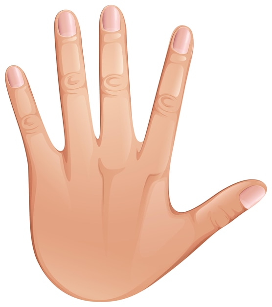 Free Vector hand