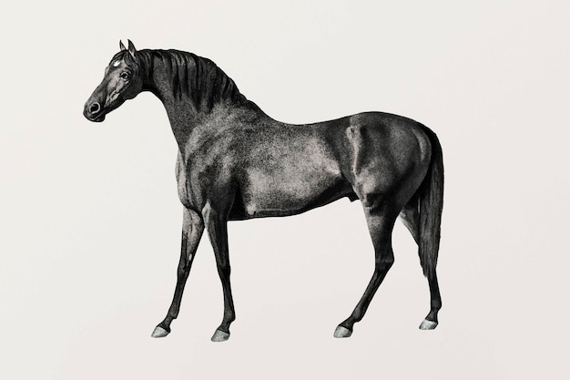 Free Vector horse vector vintage illustration, remixed from artworks by george stubbs