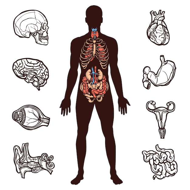 Free Vector human anatomy set