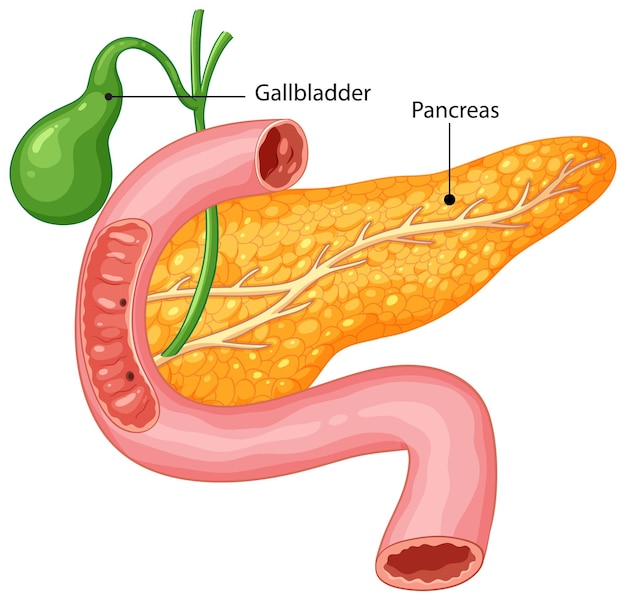 Free Vector human digestive system organs