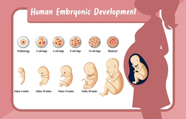 Human embryonic development in human infographic