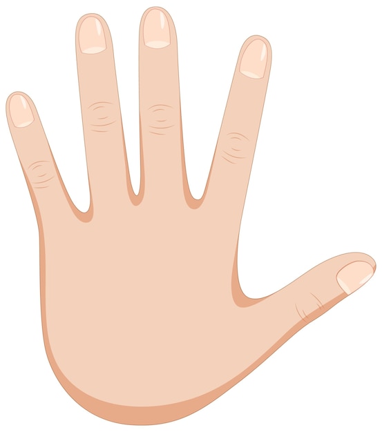 Free Vector human hand vector illustration