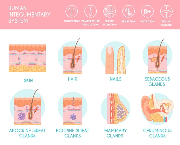 Free Vector human integumentary system infographics depicting cross section of human skin with hair follicle blood vessels and glands flat vector illustration