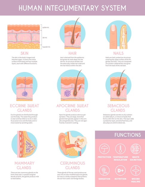 Free Vector human integumentary system infographics poster illustrating anatomy of skin hair sebaceous glands apocrine sweat glands flat vector illustration