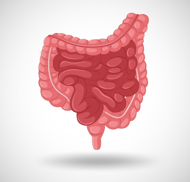 Human internal organ with intestine