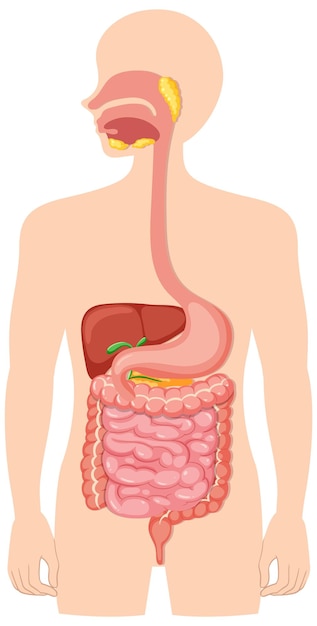 Free Vector human medical digestive system