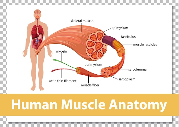 Human muscle anatomy with body anatomy