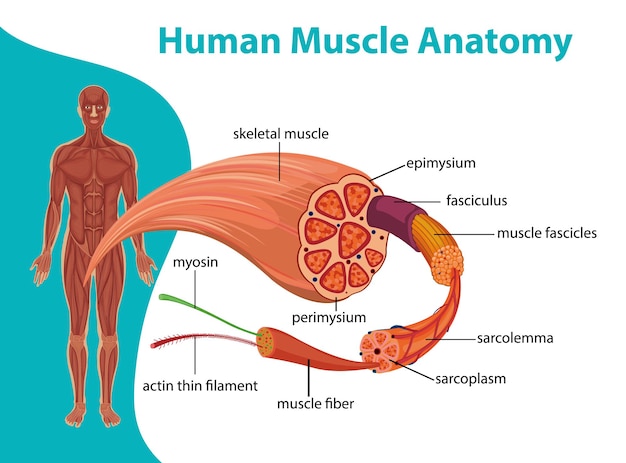 Human muscle anatomy with body anatomy