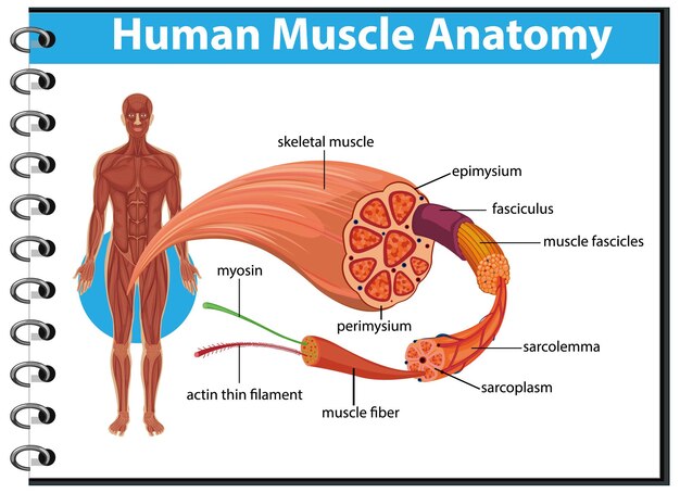 Human muscle anatomy with body anatomy