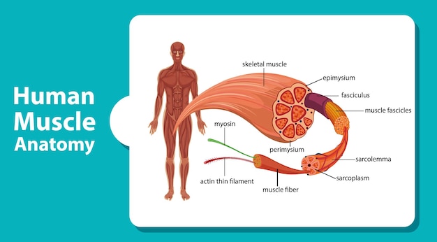 Free Vector human muscle anatomy with body anatomy