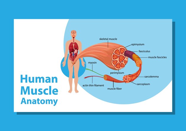 Human muscle anatomy with body anatomy