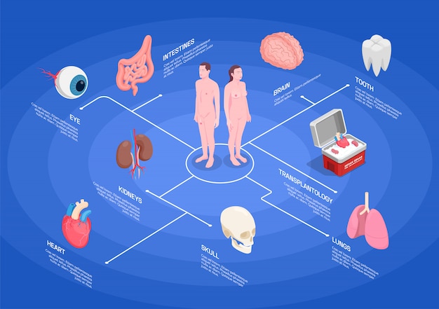 Free Vector human organs isometric flowchart with kidneys heart eye lungs tooth brain on blue background 3d