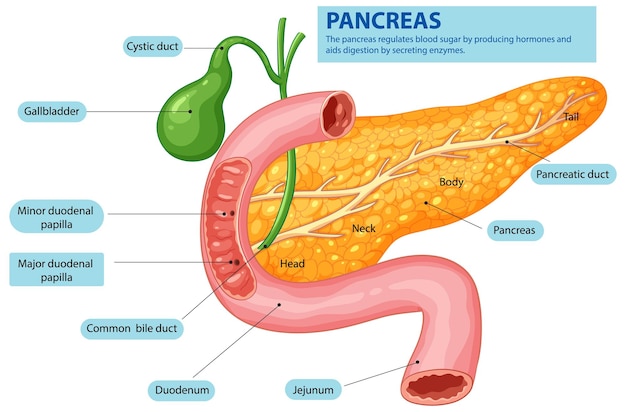 Free Vector human pancreas and digestive system