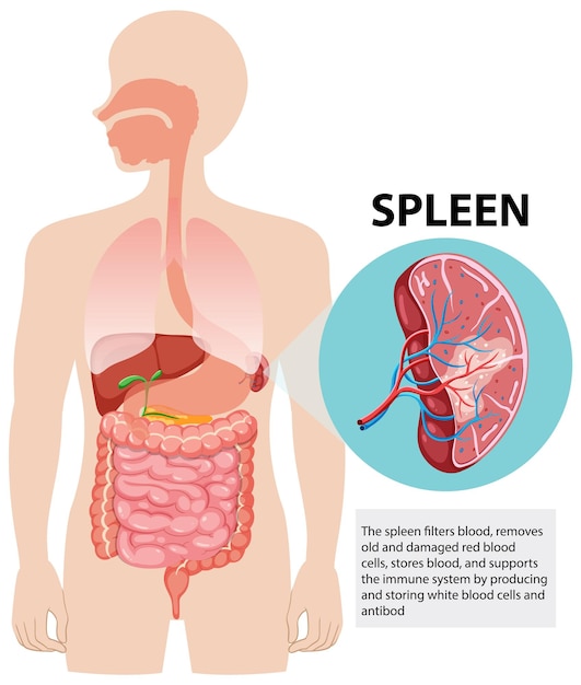 Free Vector human spleen anatomy illustration