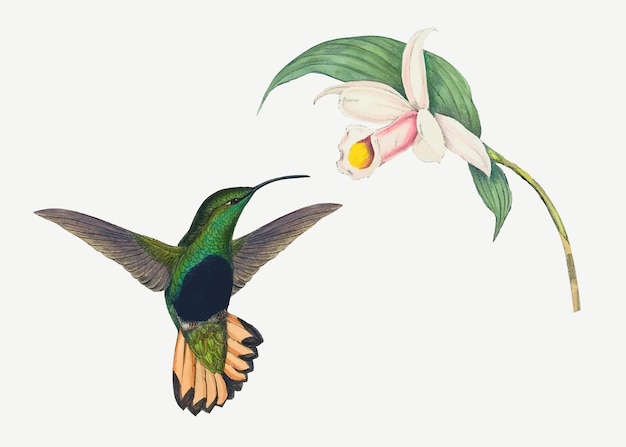 Free Vector hummingbird vector animal art print, remixed from artworks by john gould and henry constantine richter