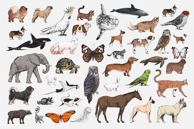 Illustration drawing style of animal collection