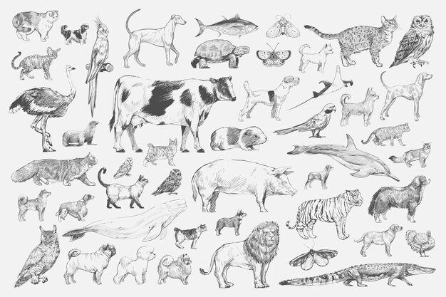 Illustration drawing style of animal collection