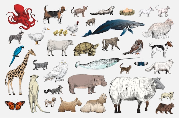 Free Vector illustration drawing style of animal collection