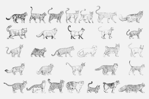 Free Vector illustration drawing style of cat breeds collection