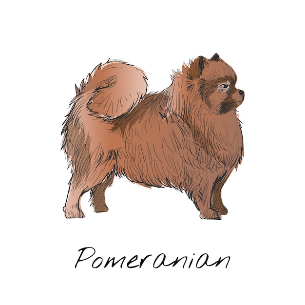 Free Vector illustration drawing style of dog