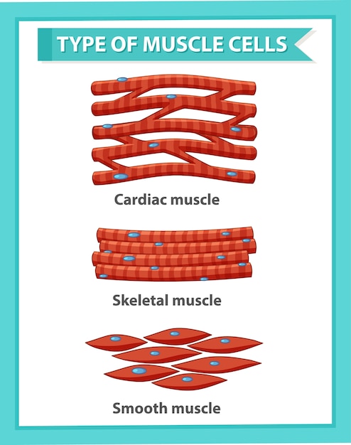 Information poster of muscle cells