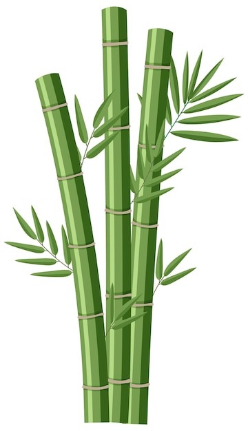 Free Vector isolated bamboos on white background