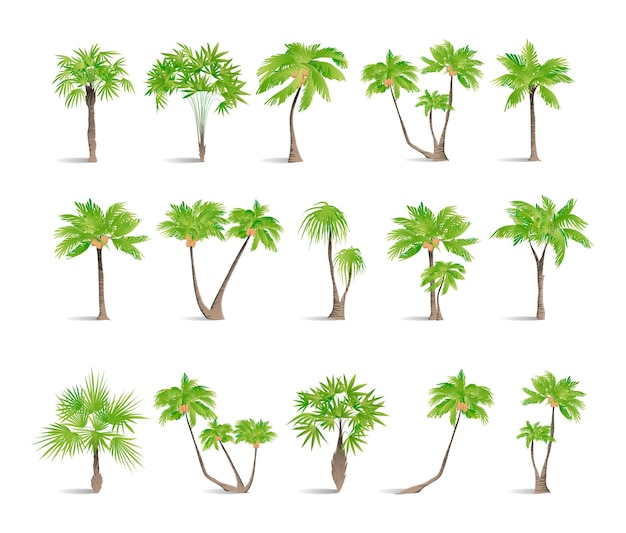 Free Vector isolated palms set on white background tropic exotic landscape